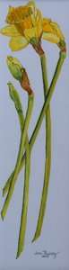 4つの水仙の茎2011 作： Joan Thewsey